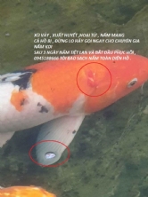 Thuốc đặc trị thối vây - xuất huyết đỏ trên cá chép KOI